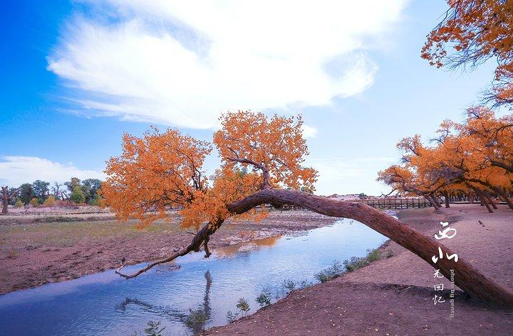 每年深秋是观赏胡杨林的最好季节额济纳河沿岸一片金黄号称摄影和旅游